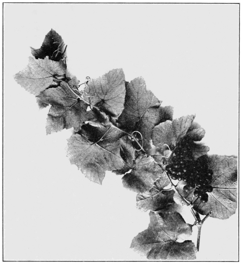 Historical 1913 illustration of Vitis aestivalis as the southern wine grape