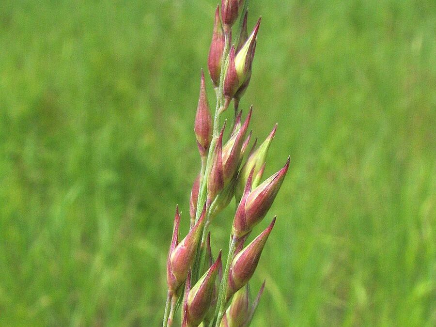 Switchgrass seed (caryopses) on the panicle in autumn
