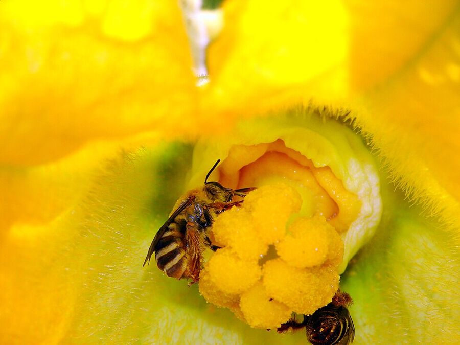 Peponapis pruinosa squash bee inside an open female Cucurbita flower