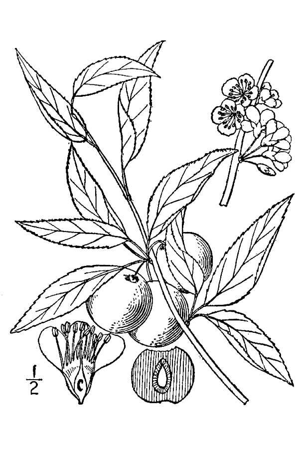Chickasaw plum flowers and developing fruit on the same branch