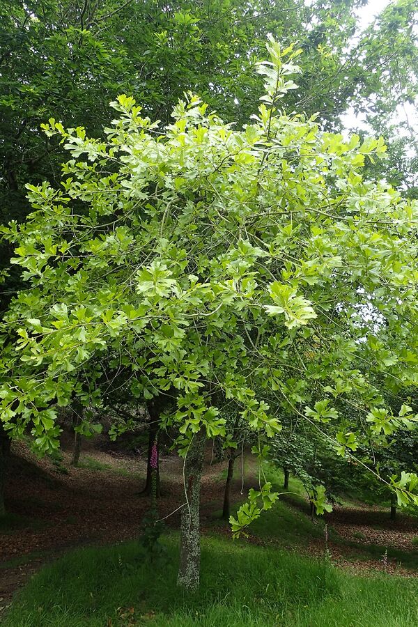 Foliage and twigs of Quercus marilandica