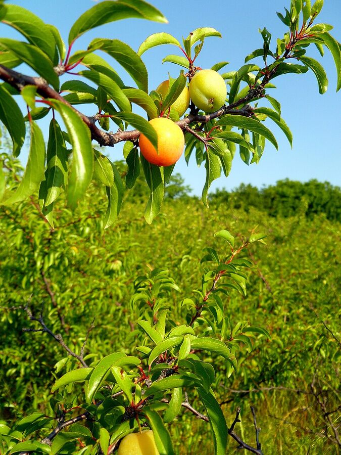 Ripening red drupes of Prunus angustifolia in early summer