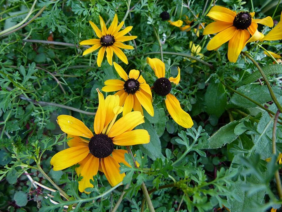Rudbeckia hirta cultivar 'Marmalade' showing deep golden-orange flowers