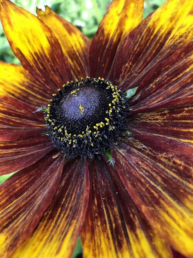 Bristly hairy stem and lance-shaped leaves of Rudbeckia hirta — the diagnostic 'hirta' character