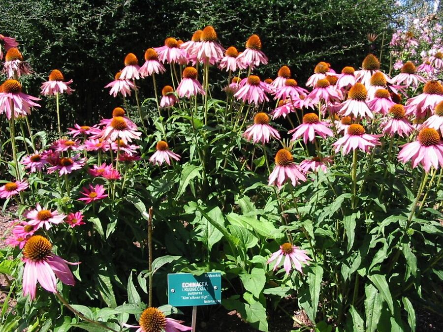 Echinacea purpurea in a cultivated garden setting