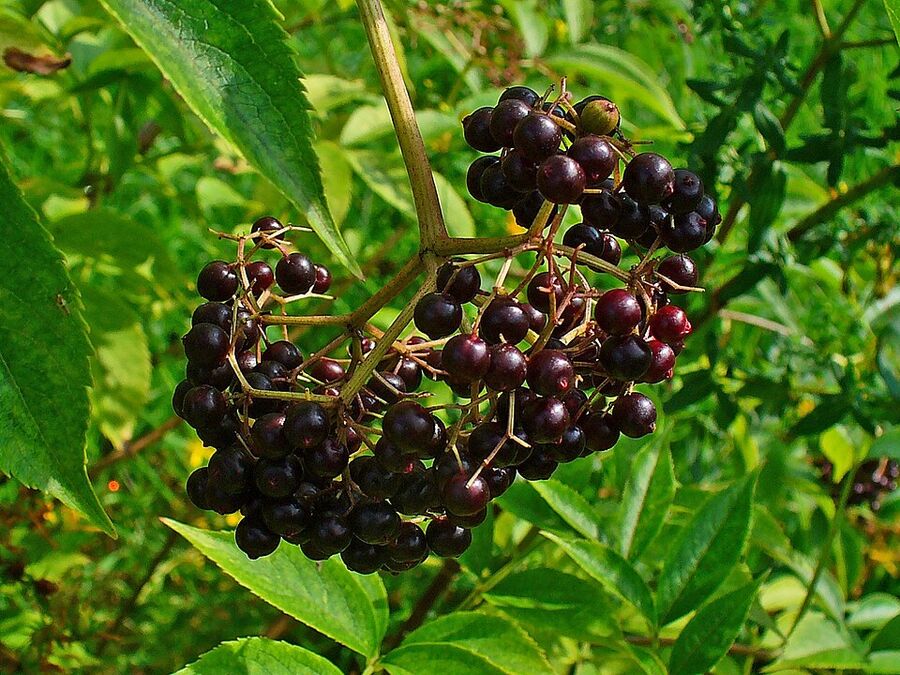 Drooping cluster of ripe purple-black elderberry drupes in late summer