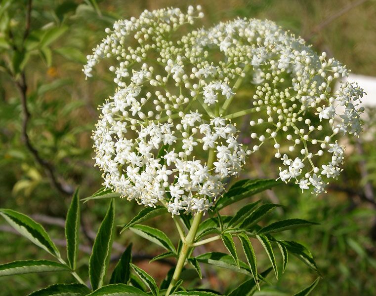 Sambucus canadensis — flat-topped corymb of small white flowers in early summer