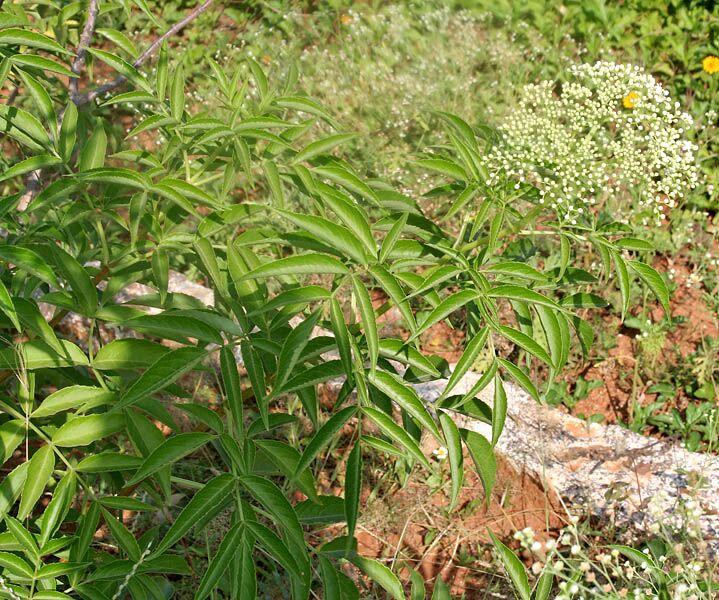Pinnately compound opposite leaves of American elderberry