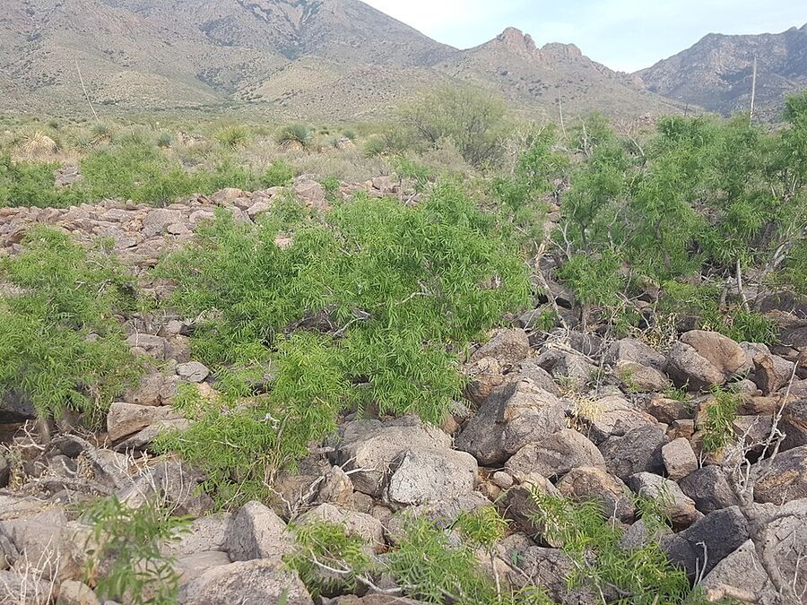 Pinnately compound lance-shaped leaves of Western Soapberry