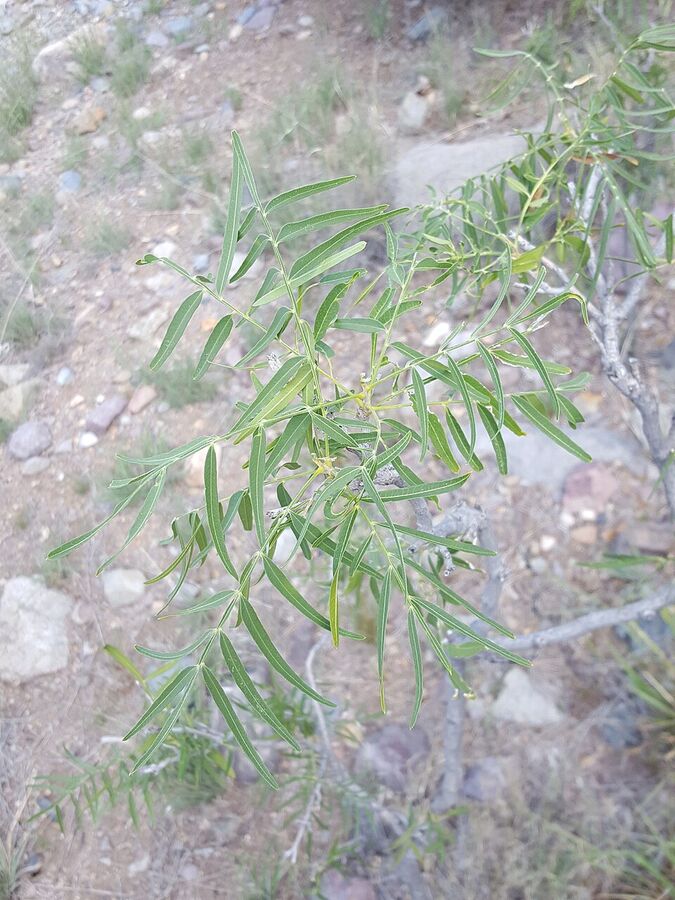 Mature Western Soapberry tree habit on a dry upland site