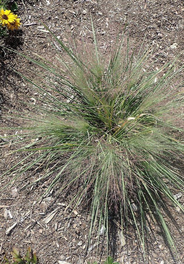 Schizachyrium scoparium 'Standing Ovation' showing its stiff strictly upright vase form