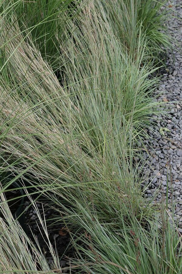 Schizachyrium scoparium 'The Blues' with intense blue-glaucous summer foliage