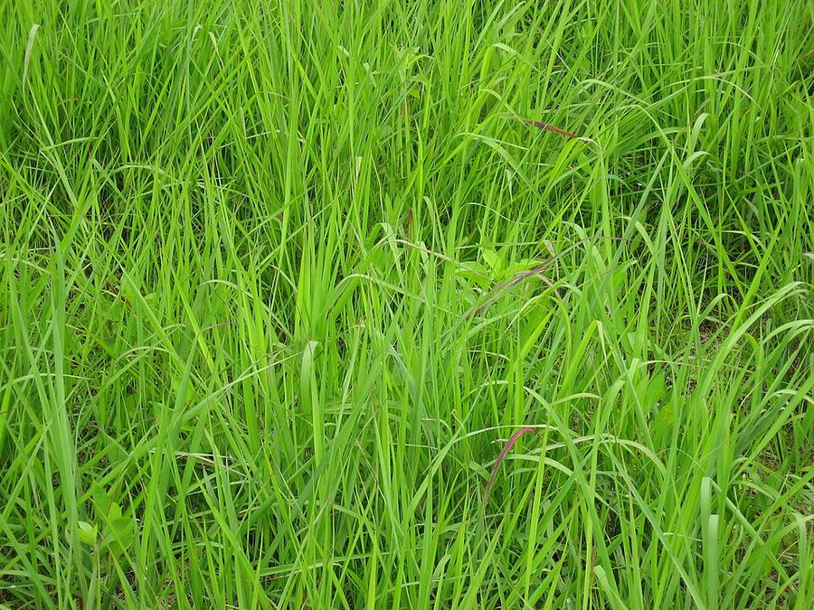 Indiangrass leaves and basal foliage in summer