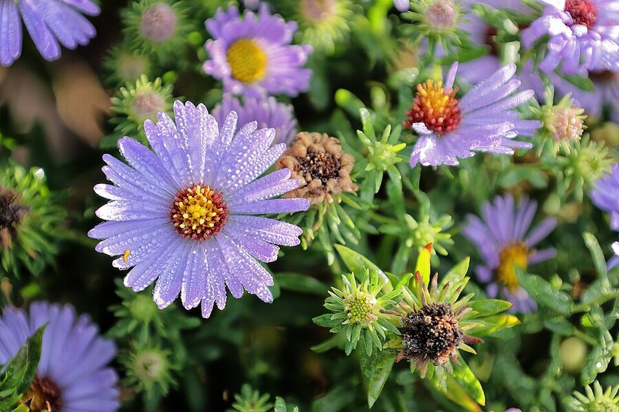 Close-up of Symphyotrichum oblongifolium flower heads showing lavender rays and yellow disks