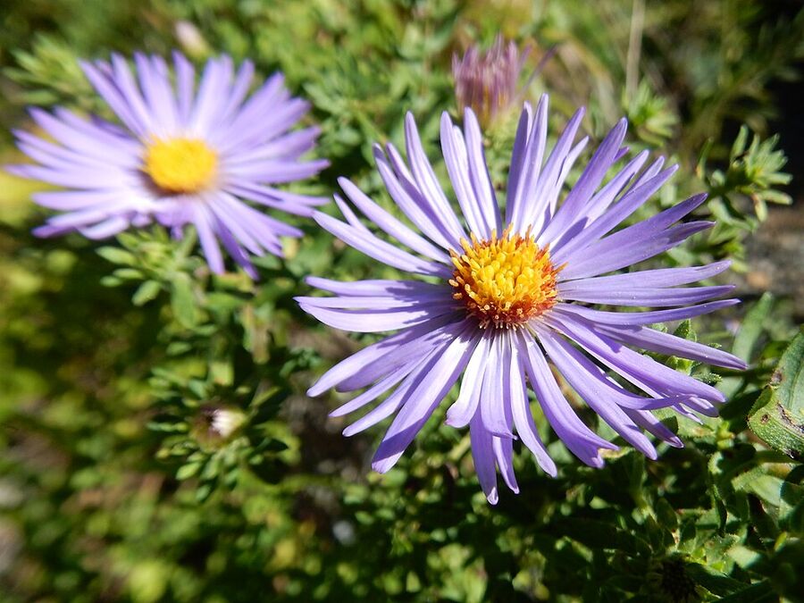 'October Skies' aromatic aster — compact lavender-blue mound at Chanticleer Garden
