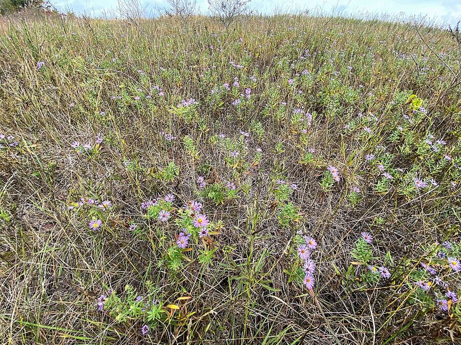 Aromatic aster blooming in native prairie habitat at Bell Bowl Prairie