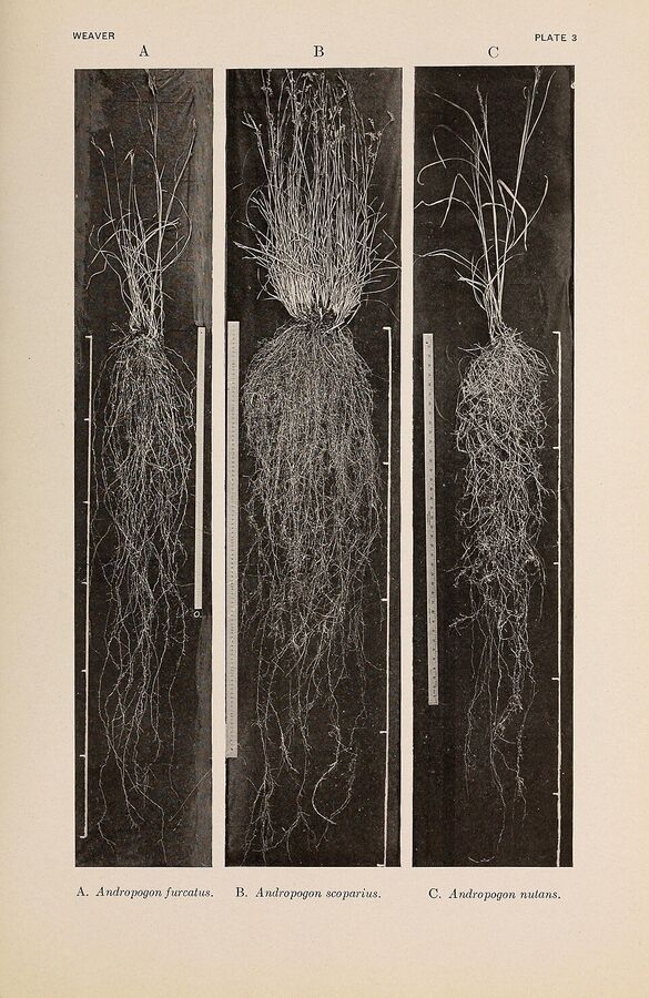 Historic botanical illustration of big bluestem root system descending several feet into the soil