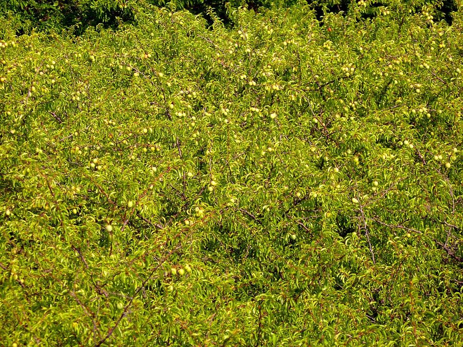 Dense thicket of Chickasaw plum colonising a prairie edge