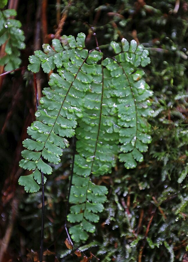 Adiantum pedatum in its native moist deciduous woodland habitat