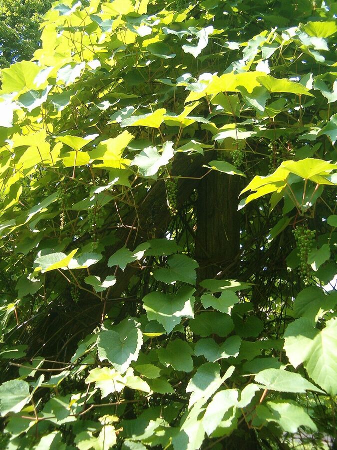 Vitis aestivalis foliage — palmately lobed leaves of summer grape