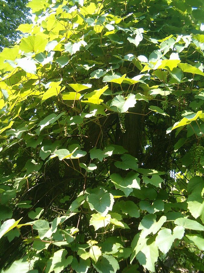 Vitis aestivalis underside of leaf showing rust-colored tomentum