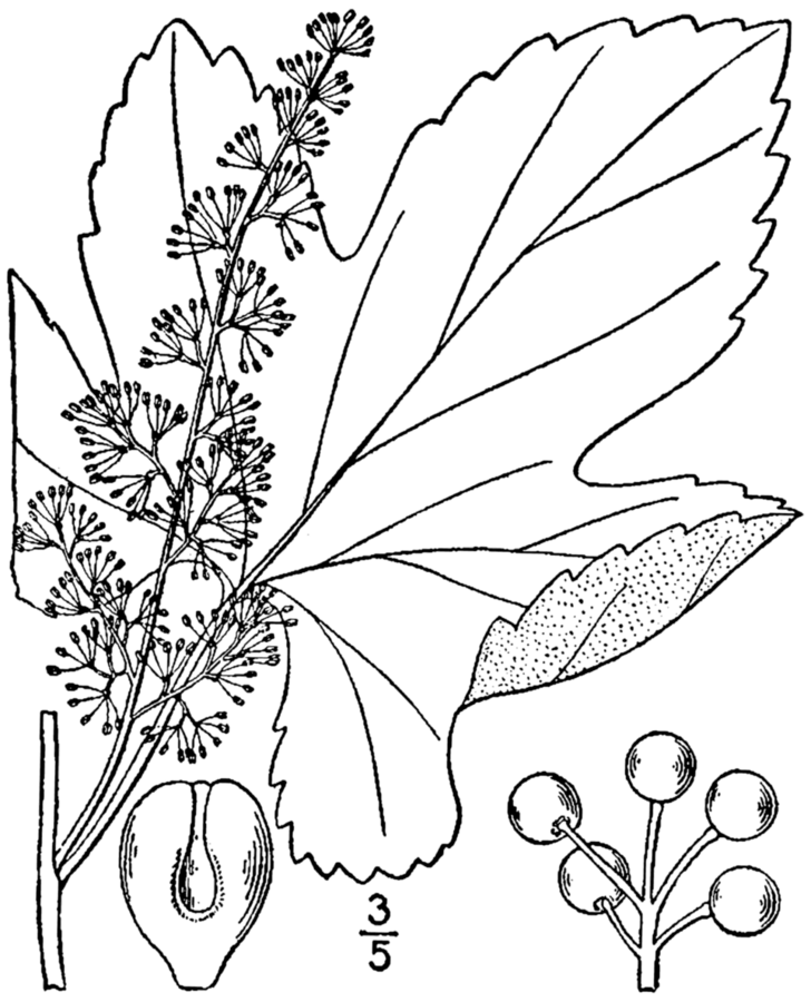 Botanical illustration of Vitis aestivalis showing leaves, tendrils and fruit cluster