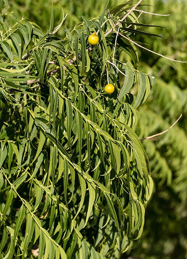 Western Soapberry in flower with terminal panicles of small white flowers