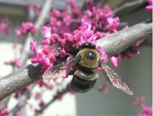 Eastern carpenter bee (Xylocopa virginica) on redbud flower
