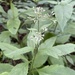 Eutrochium purpureum — close-up detail