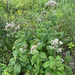 Eutrochium purpureum — flower & foliage