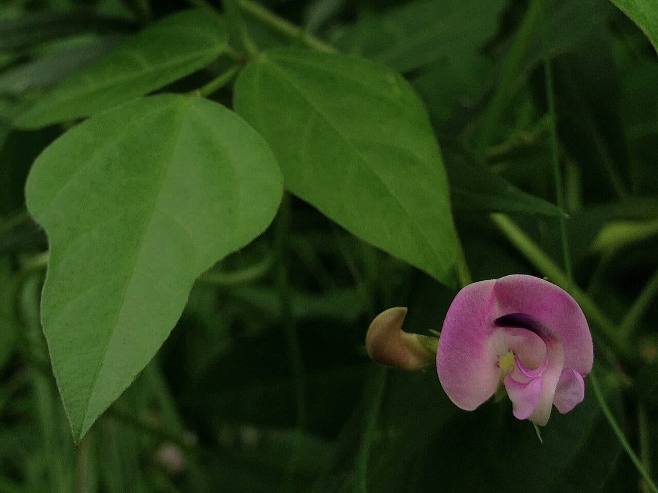 Trailing fuzzybean (Strophostyles helvola)