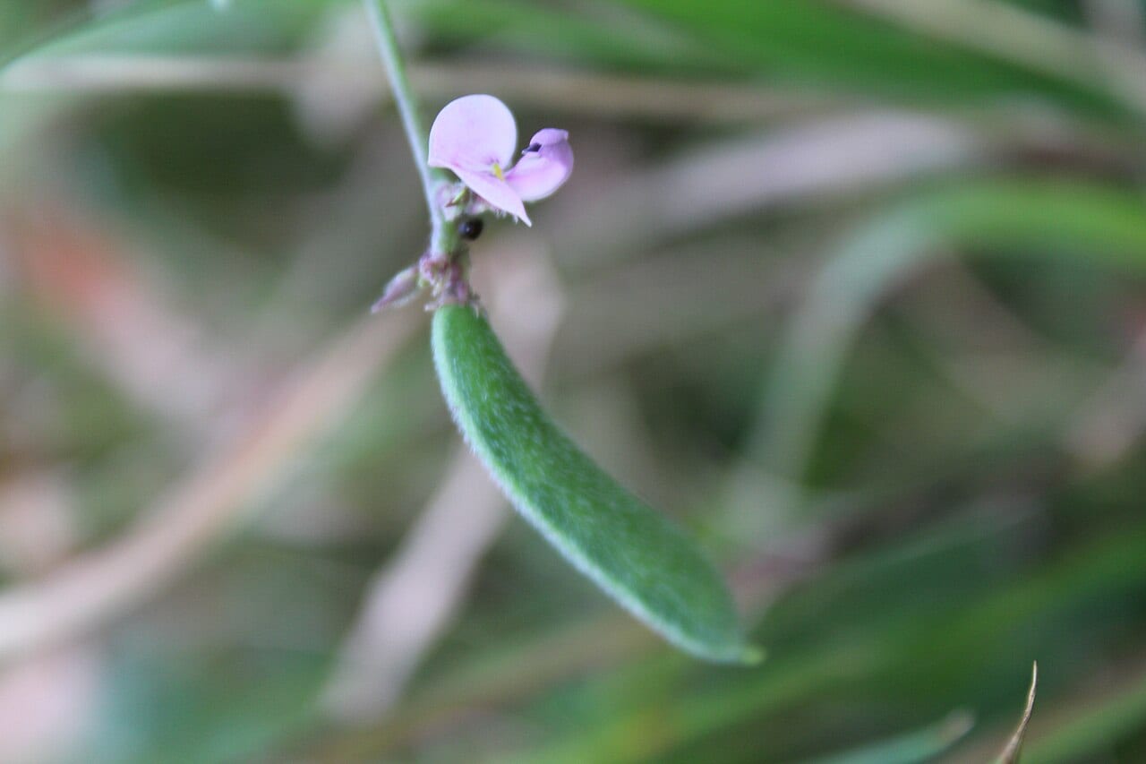 Slickseed fuzzybean (Strophostyles leiosperma)