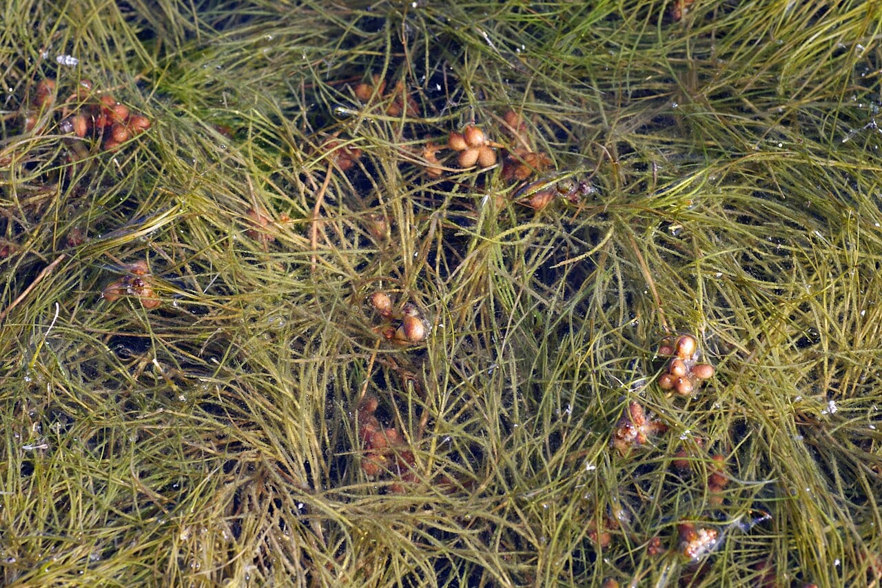 Sago pondweed (Stuckenia pectinata)