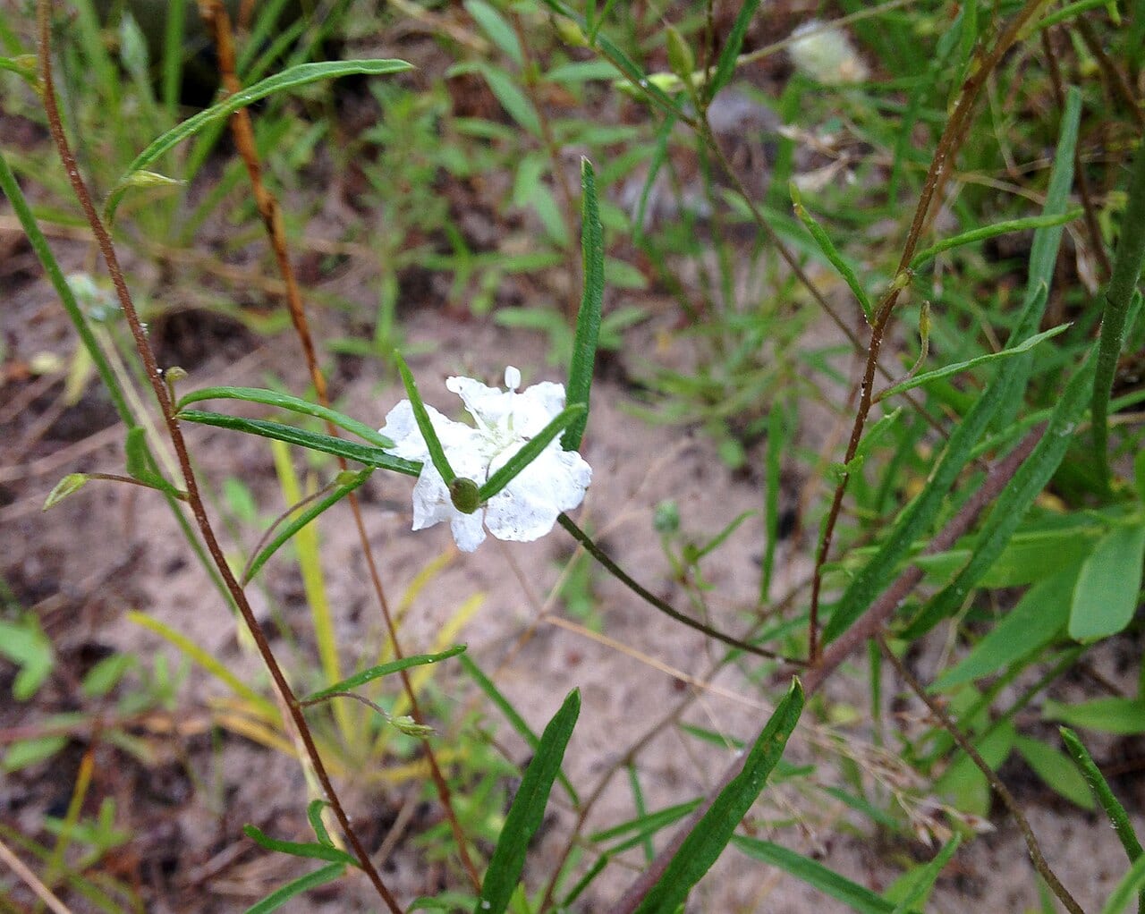 Patterson's dawnflower (Stylisma pickeringii var. pattersonii)