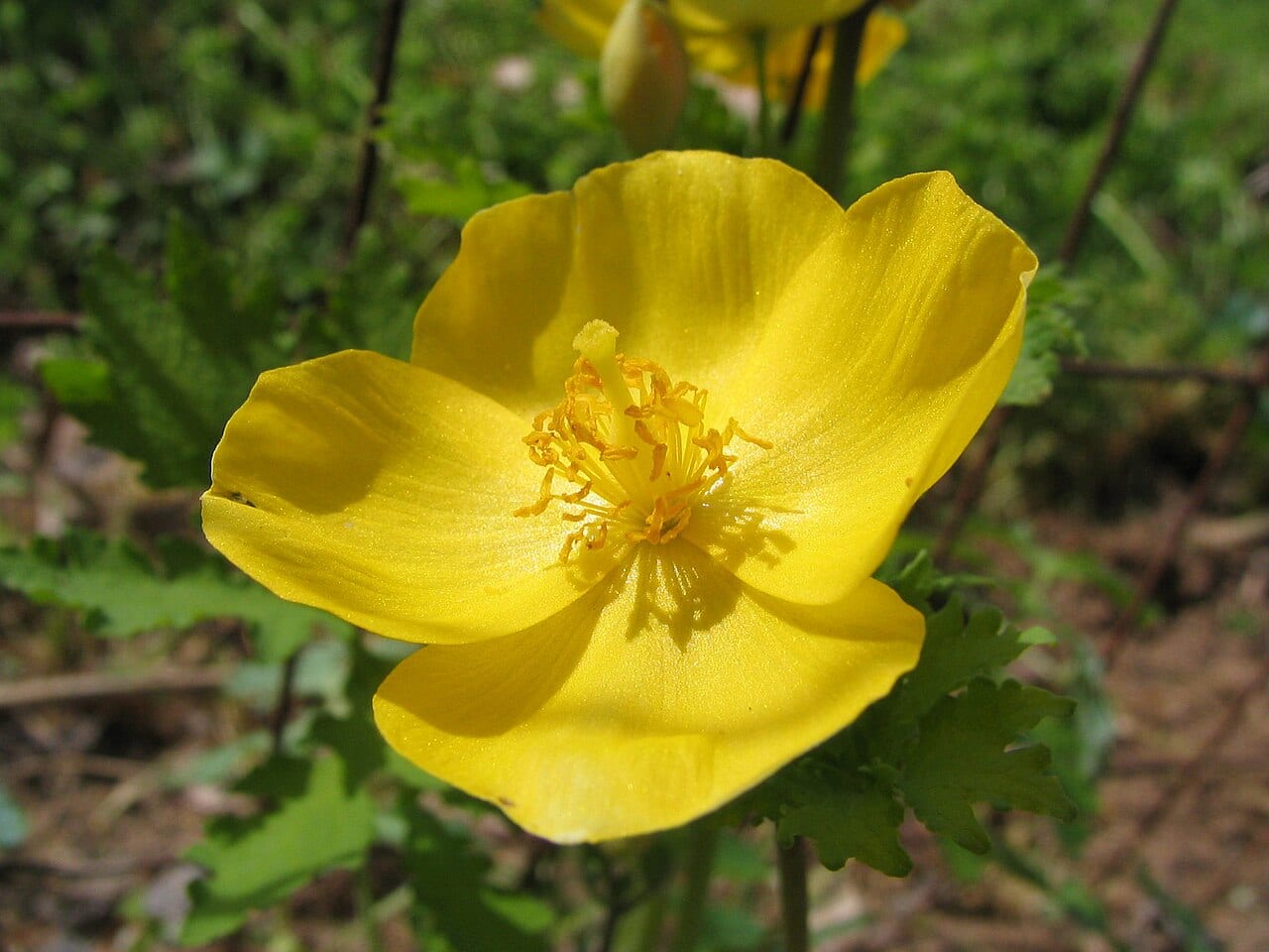 Celandine poppy (Stylophorum diphyllum)