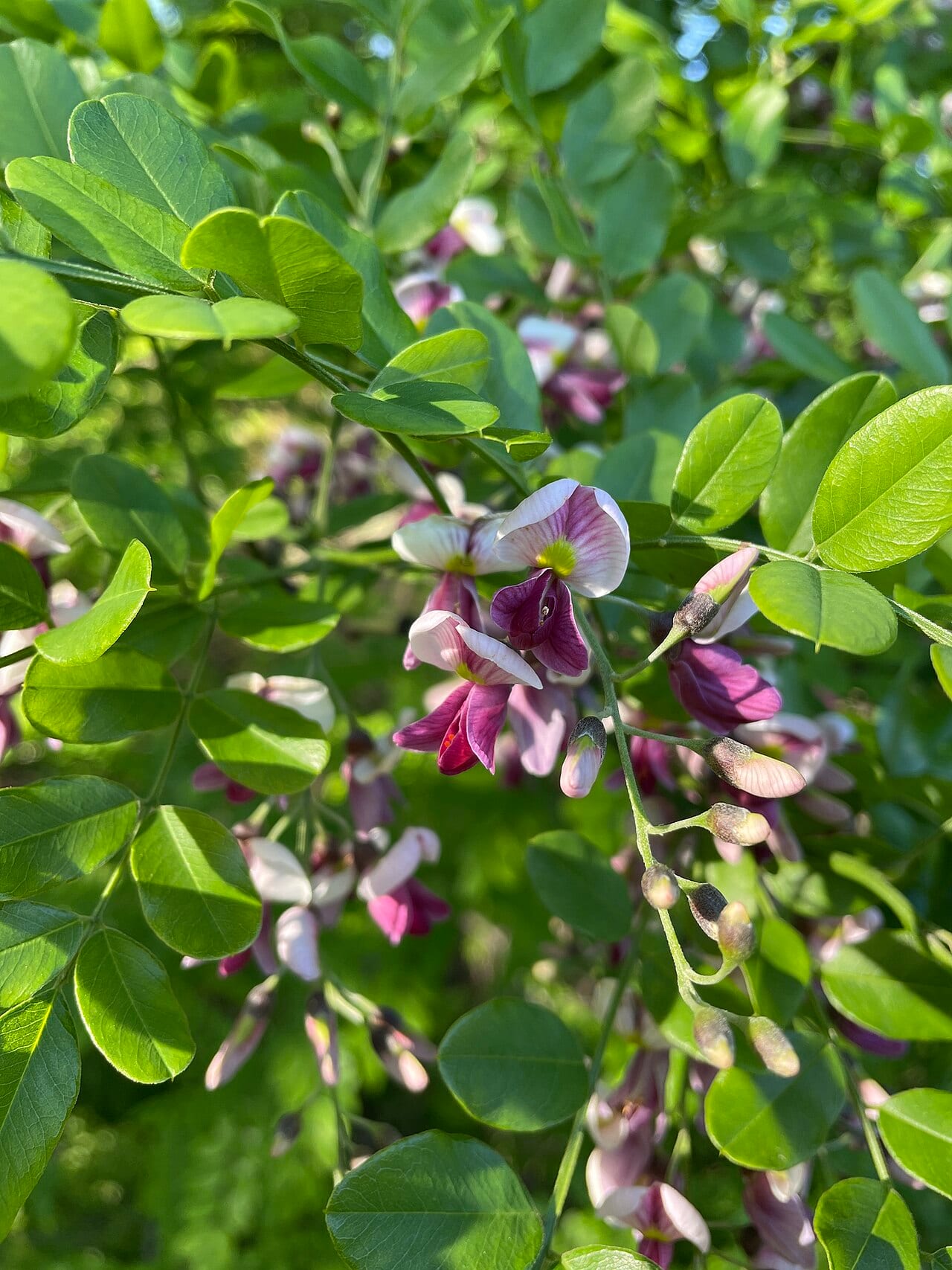 Eve's necklace (Styphnolobium affine)