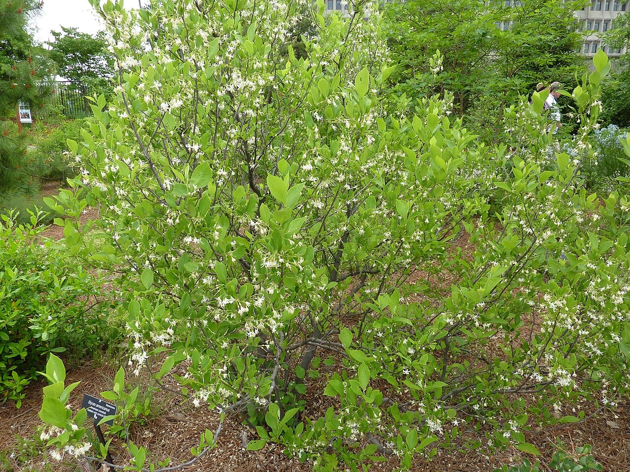 American snowbell (Styrax americanus)
