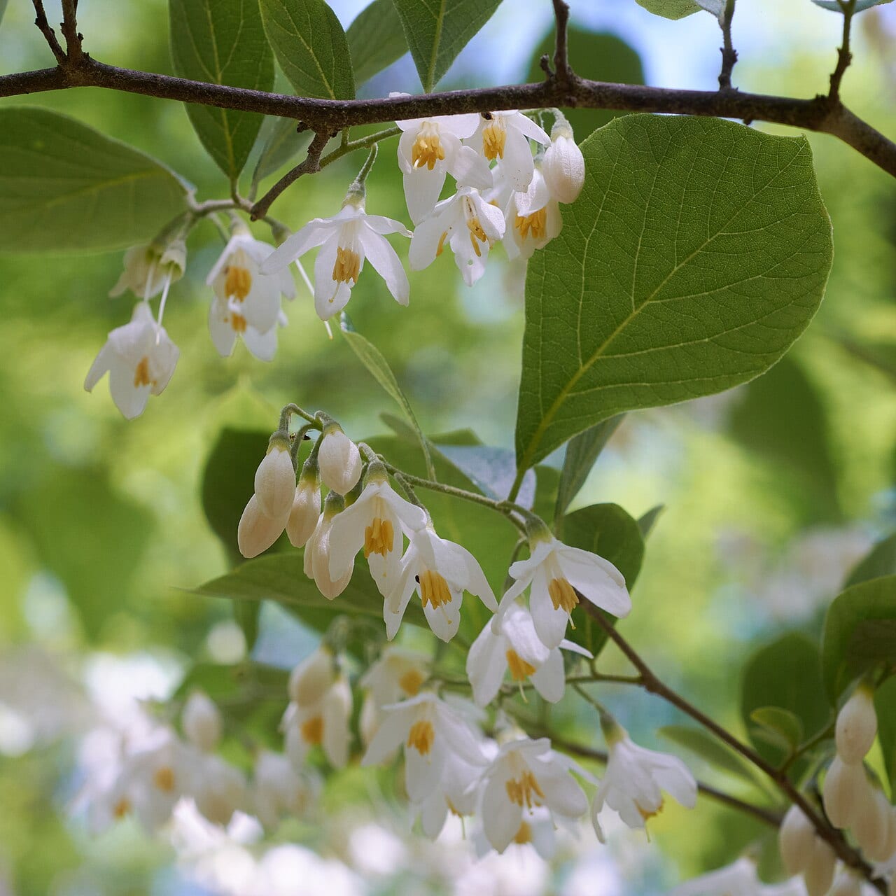 Bigleaf snowbell (Styrax grandifolius)