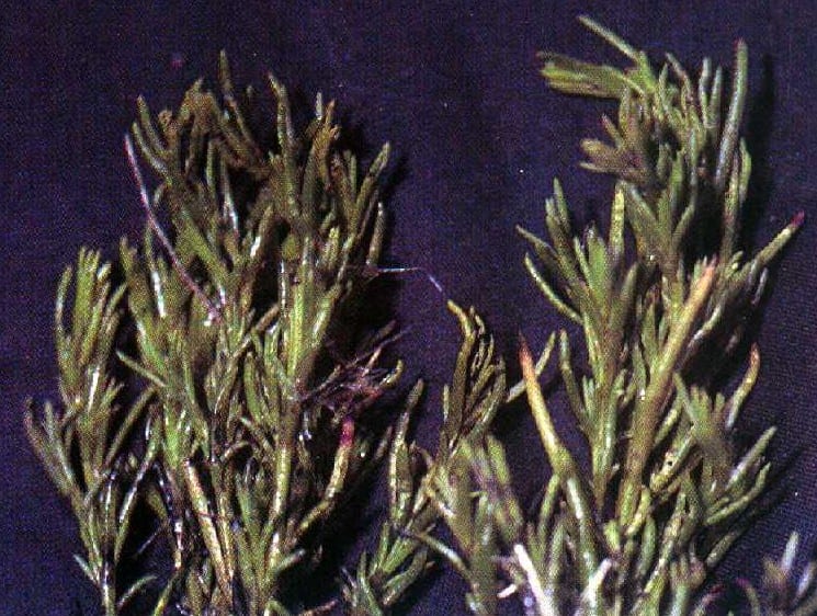 Pursh seepweed (Suaeda calceoliformis)