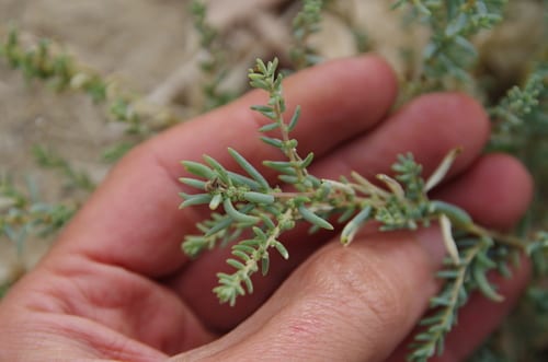 Desert seepweed (Suaeda suffrutescens var. suffrutescens)