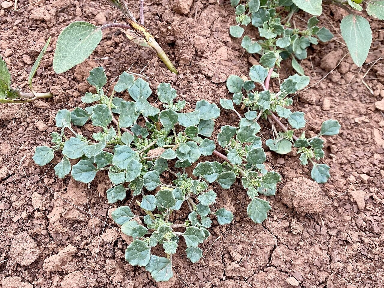 Poison suckleya (Suckleya suckleyana)