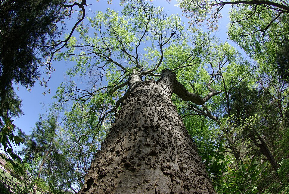 Sugarberry (Celtis laevigata) mature tree with smooth pale gray bark and spreading canopy