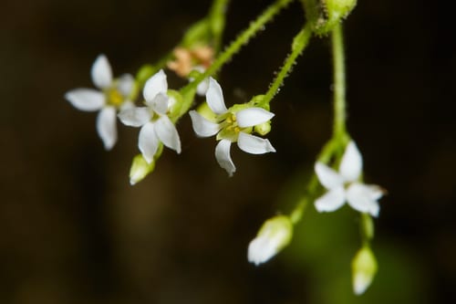 Sullivant's coolwort (Sullivantia sullivantii)