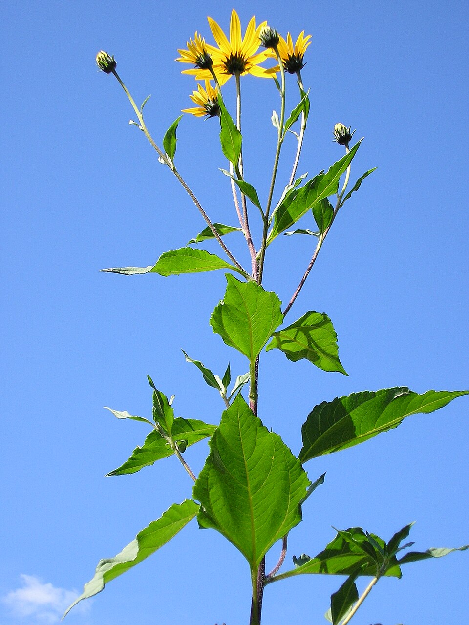Sunchoke / Jerusalem Artichoke (Helianthus tuberosus) in full flower — golden composite heads on 8-ft stalks against late summer sky