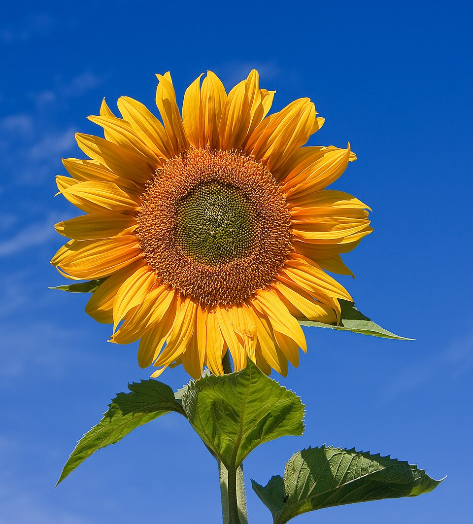 Helianthus annuus — sunflower head against blue sky