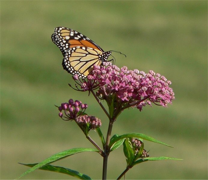 Swamp Milkweed (Asclepias incarnata) rose-pink umbel with monarch butterfly