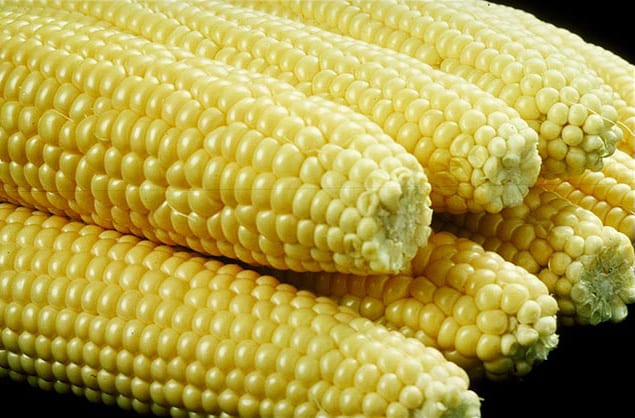 Sweet Corn (Zea mays var. rugosa)
