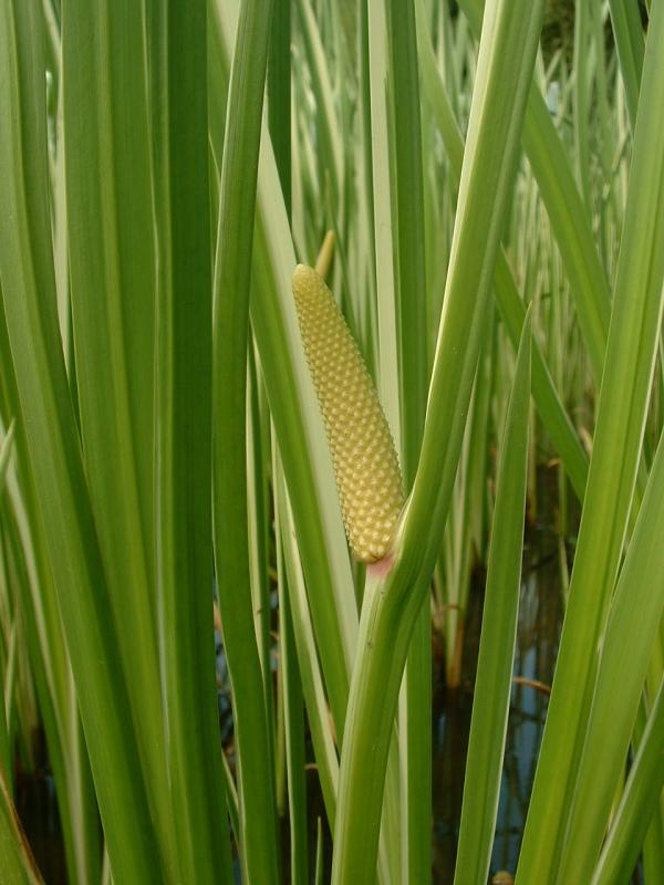 Sweet Flag (Acorus calamus) with erect sword-shaped leaves emerging from shallow water
