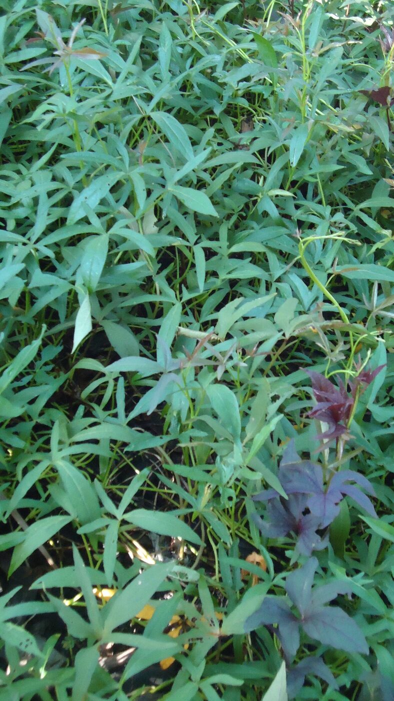 Sweet potato (Ipomoea batatas) plant with characteristic heart-shaped leaves and trailing vine