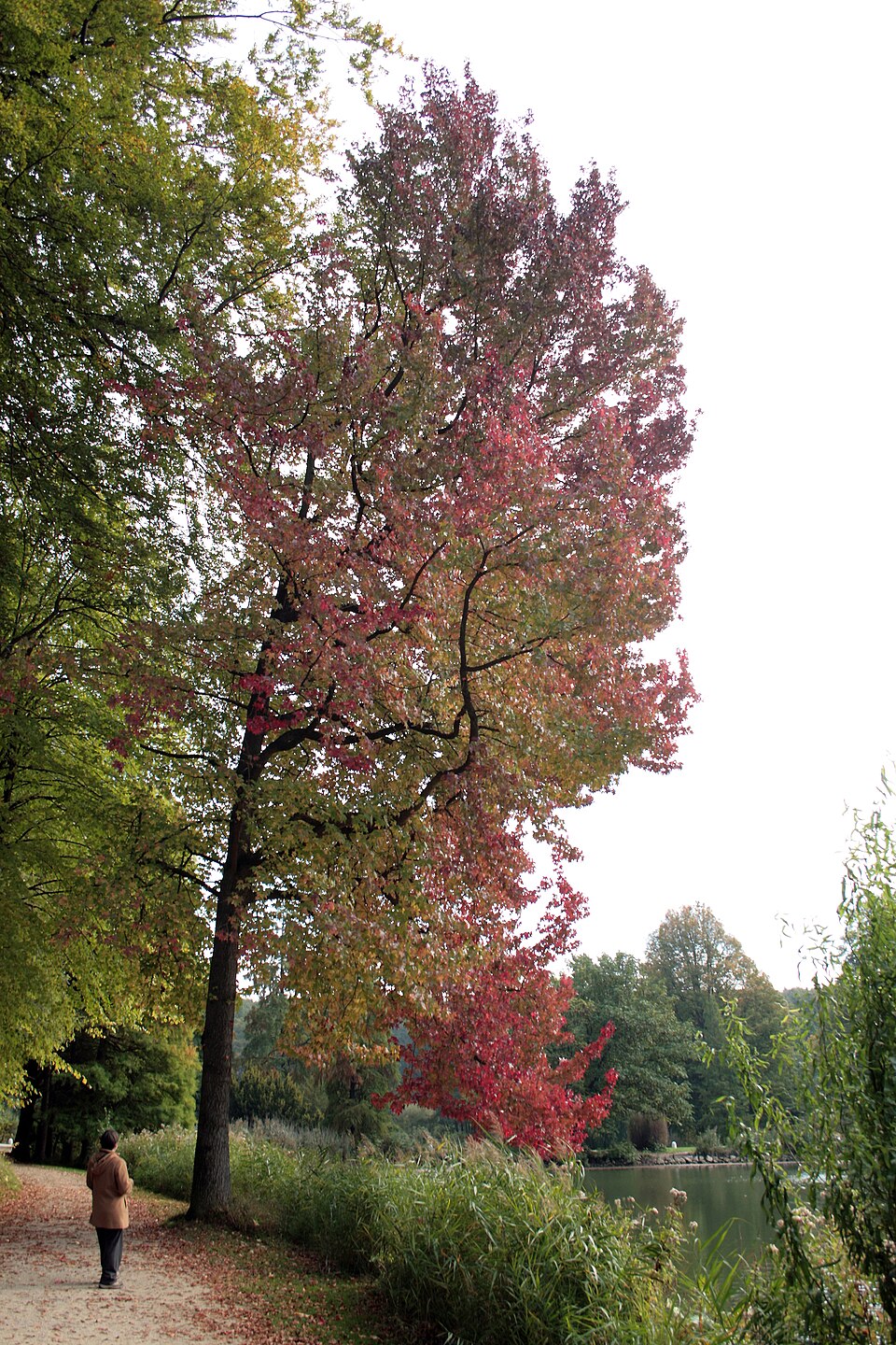 Sweetgum (Liquidambar styraciflua) with star-shaped leaves in brilliant fall color